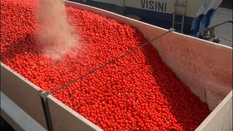 تصویر 1 از رب گوجه صنعتی ستاره دخت  + تازه و خوش‌ رنگ با کیفیت عالی